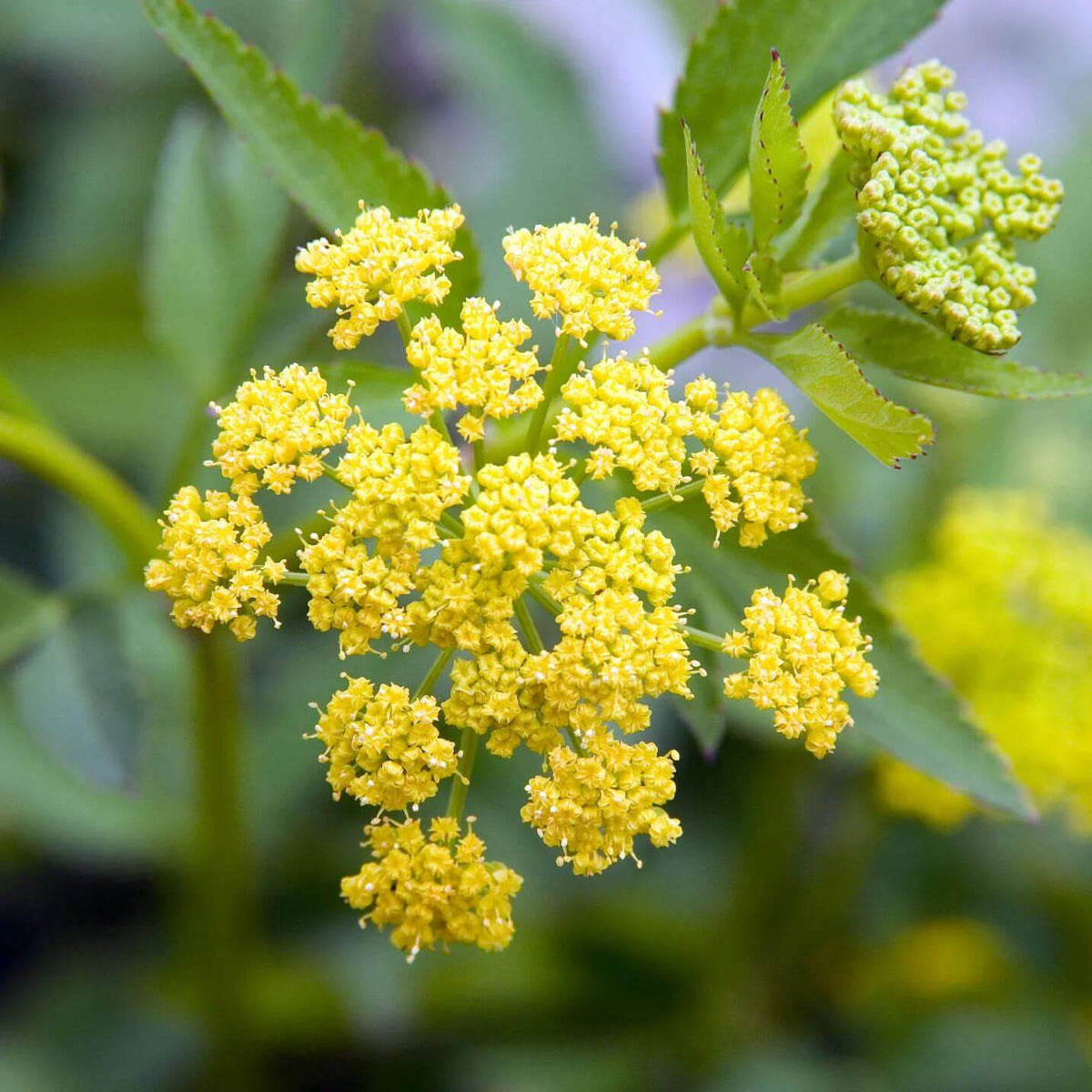 Golden Alexander Seeds