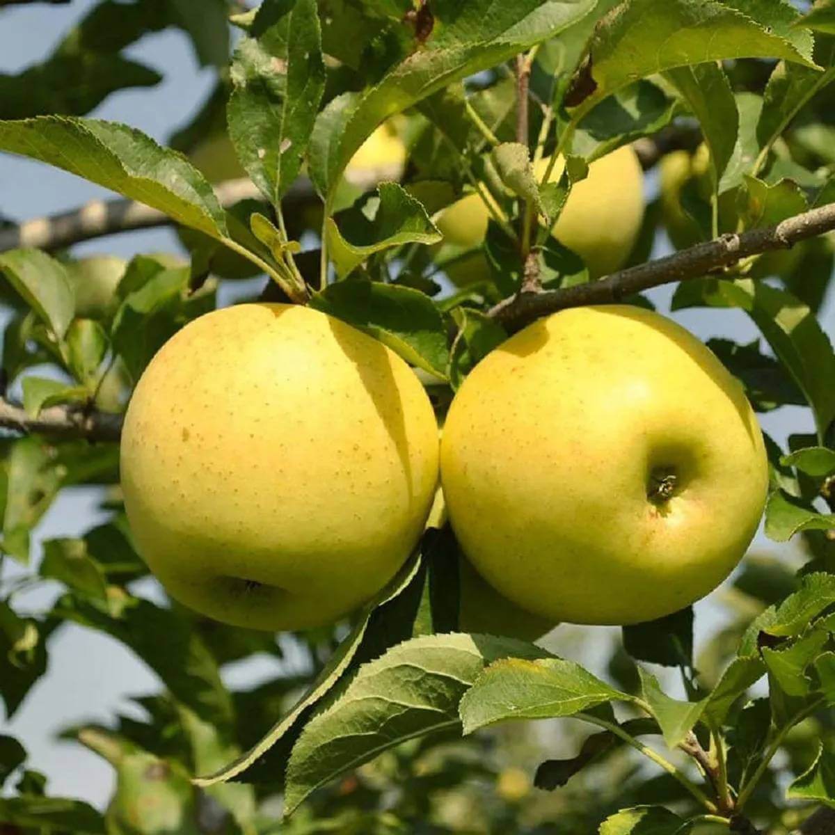 Golden Apple Seeds 
