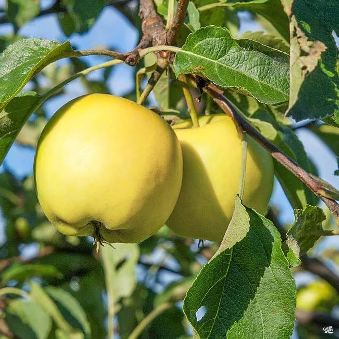 Golden Apple Seeds 