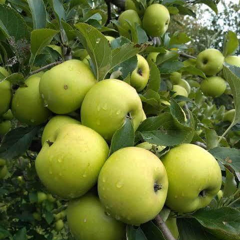 Golden Apple Seeds 