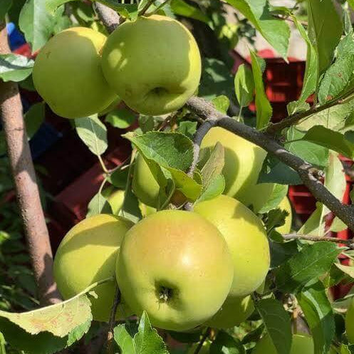Golden Apple Seeds 