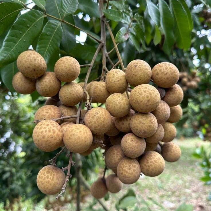 Golden Brown Longan Seeds - Fruit Plant for Home Gardens