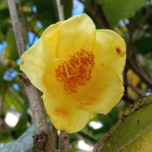 Golden Camellia Seeds