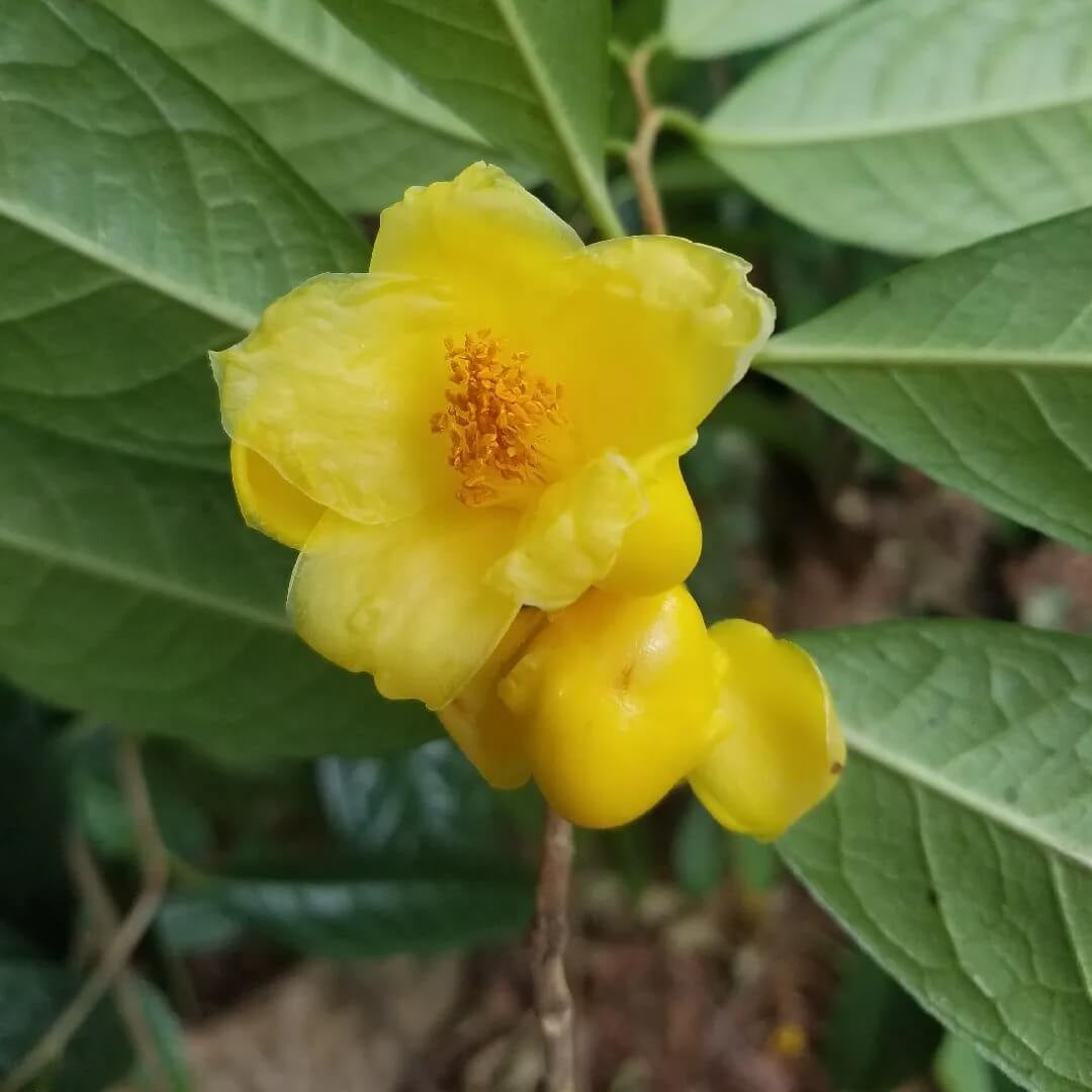 Golden Camellia Seeds