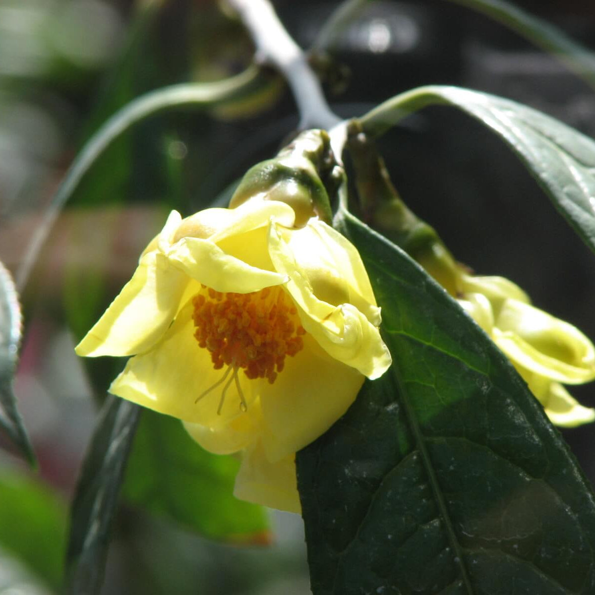 Golden Camellia Seeds