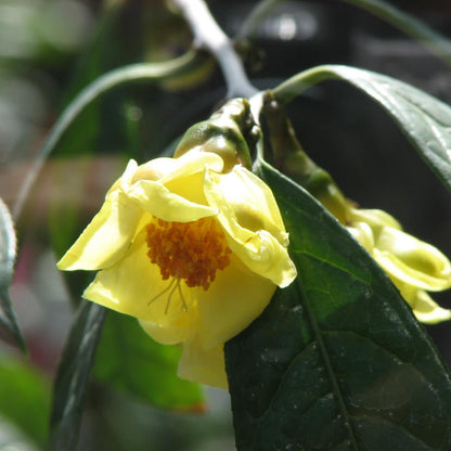 Golden Camellia Seeds