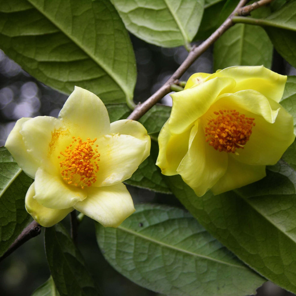 Golden Camellia Seeds