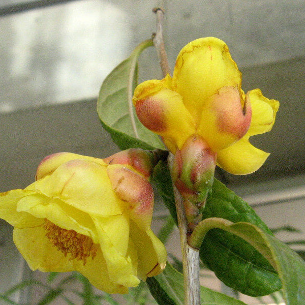 Golden Camellia Seeds
