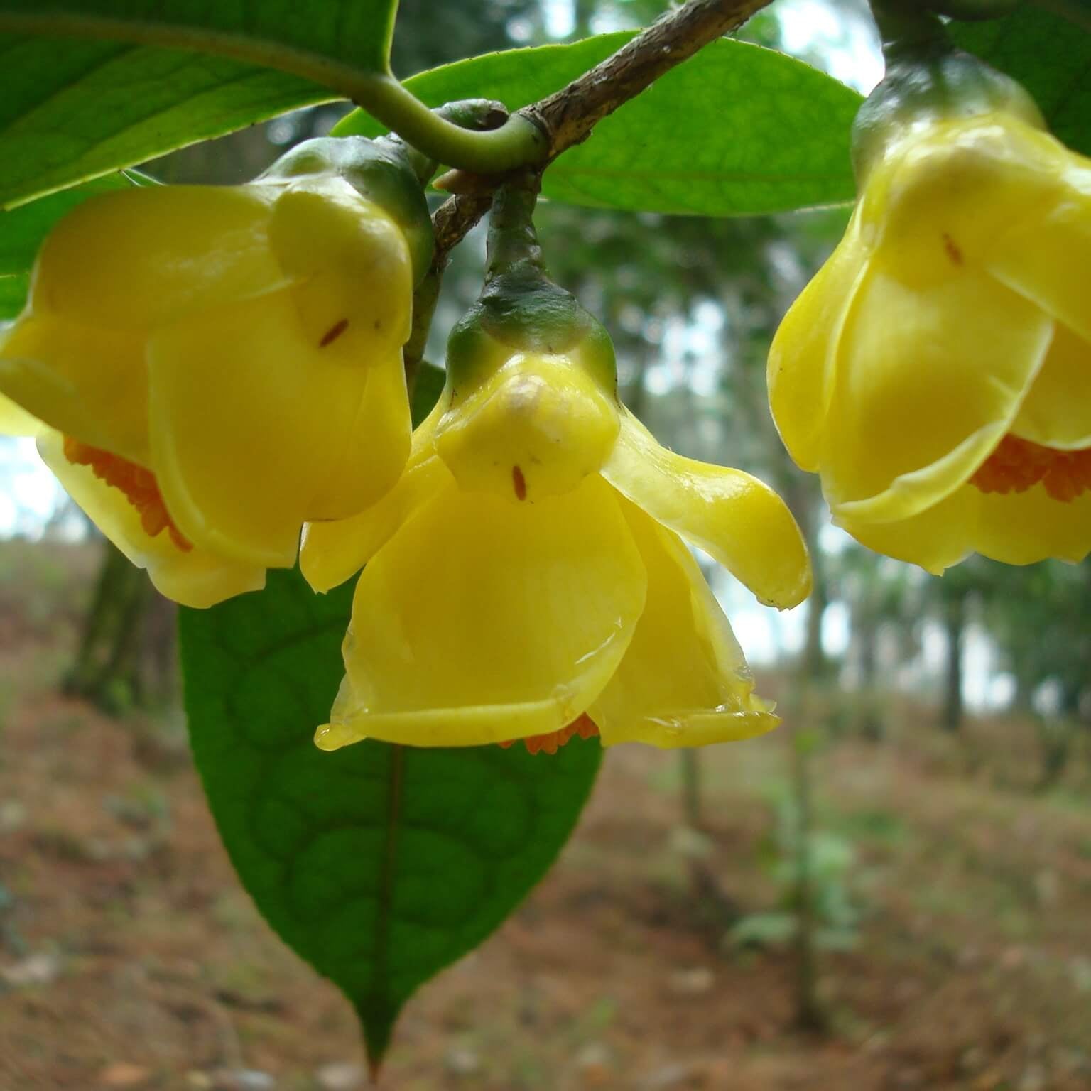 Golden Camellia Seeds