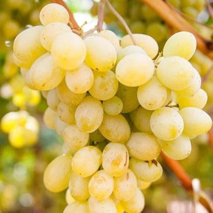 Golden Grapes Seeds