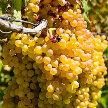 Golden Grapes Seeds