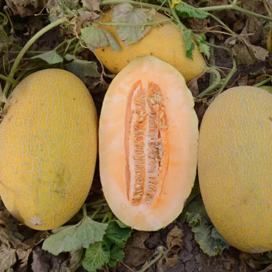 Golden Hami Melon Seeds 