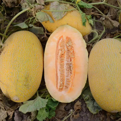 Golden Hami Melon Seeds 