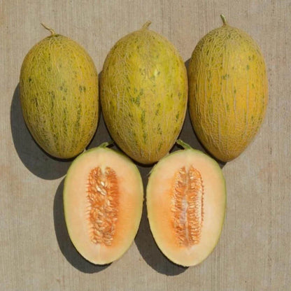 Golden Hami Melon Seeds 
