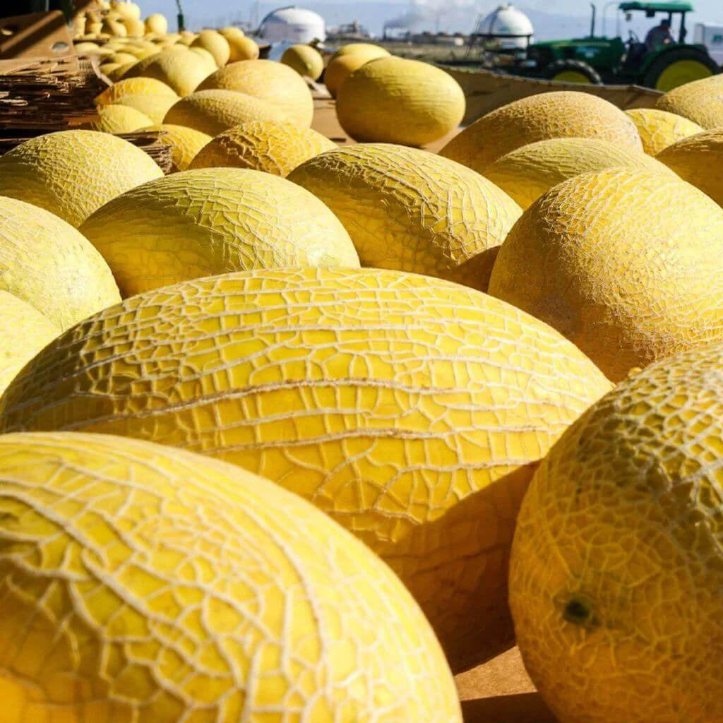 Golden Hami Melon Seeds 