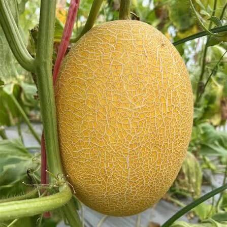 Golden Hami Melon Seeds 
