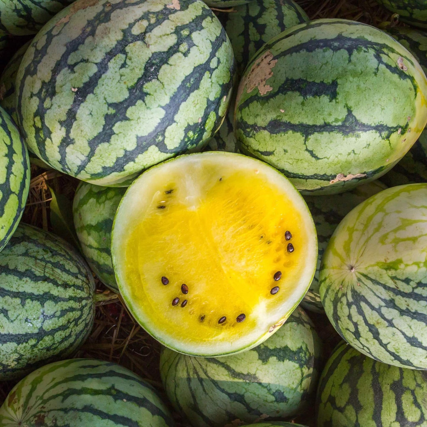 Golden Honey Watermelon Seeds