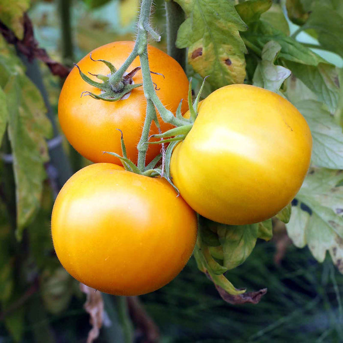 Golden Jubilee Tomato Seeds - Vegetable Plant