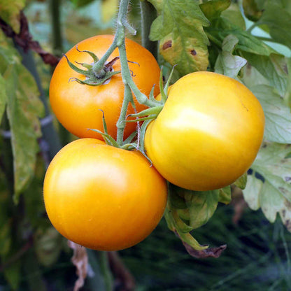 Golden Jubilee Tomato Seeds - Vegetable Plant