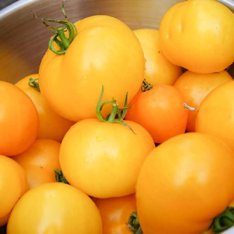 Golden Jubilee Tomato Seeds - Vegetable Plant