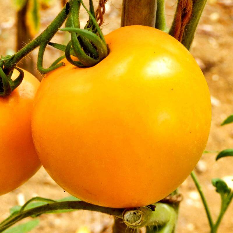 Golden Jubilee Tomato Seeds - Vegetable Plant