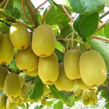 Golden Kiwi Seeds