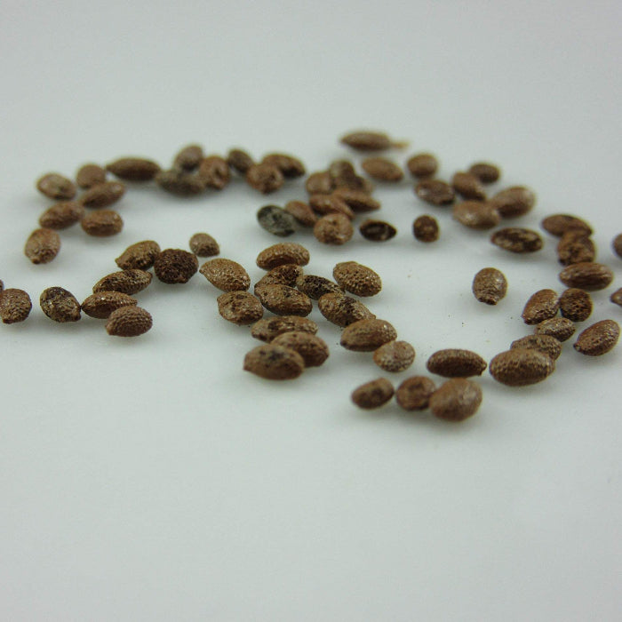 Golden Kiwi Seeds