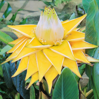 Golden Lotus Seeds - Heirloom Flower Plant for Home Gardens
