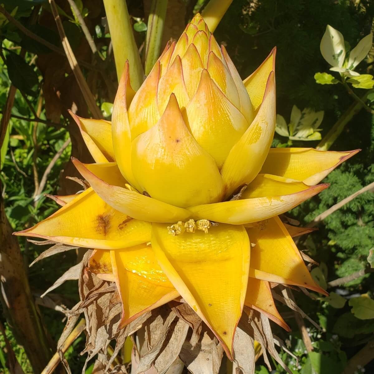 Golden Lotus Seeds - Heirloom Flower Plant for Home Gardens