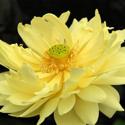 Golden Lotus Seeds - Heirloom Flower Plant for Home Gardens