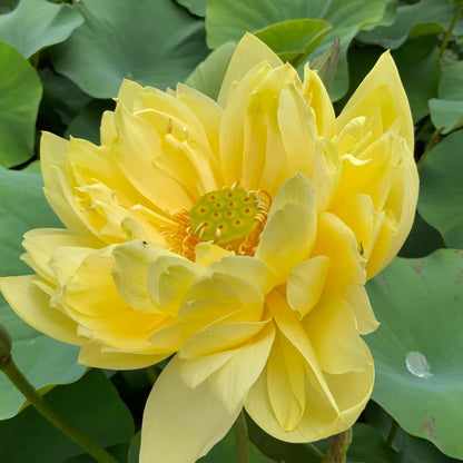 Golden Lotus Seeds - Heirloom Flower Plant for Home Gardens