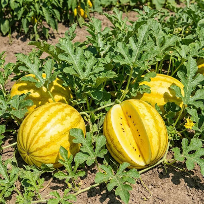 Golden Melon Seeds