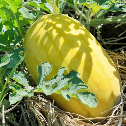 Golden Melon Seeds