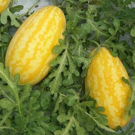 Golden Melon Seeds