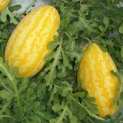 Golden Melon Seeds