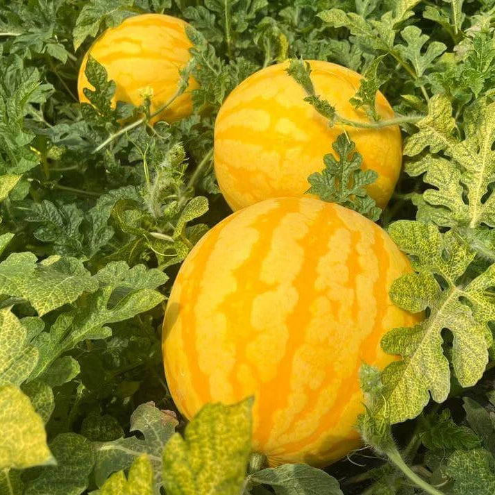 Golden Melon Seeds