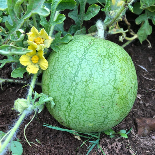 Golden Midget Watermelon Seeds - Heirloom Fruit Seeds Plant for Home Gardens