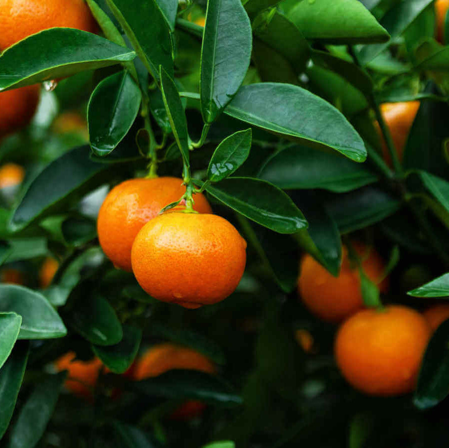 Golden Orange Clementine Seeds - Fruit Plant for Home Gardens
