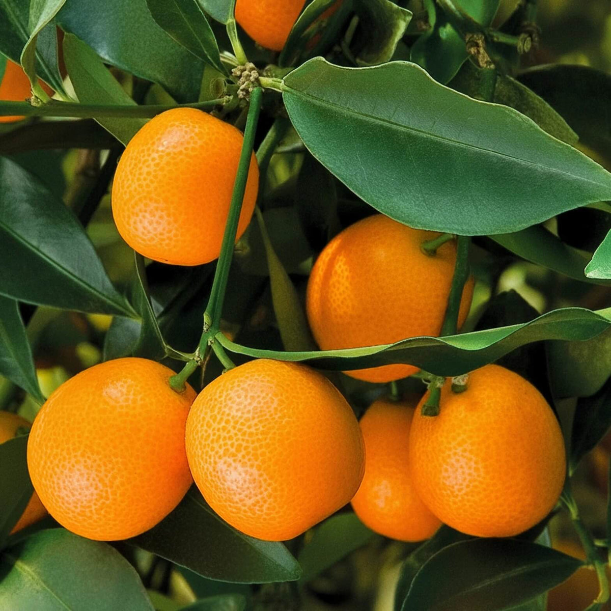 Golden Orange Kumquat Seeds - Fruit Plant for Home Gardens