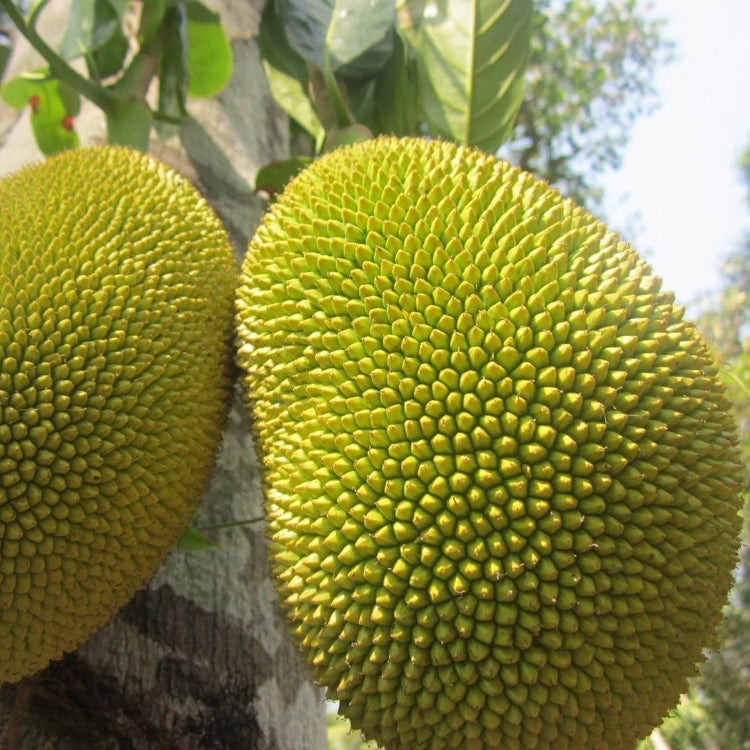 Golden Pillow Jackfruit Seeds 