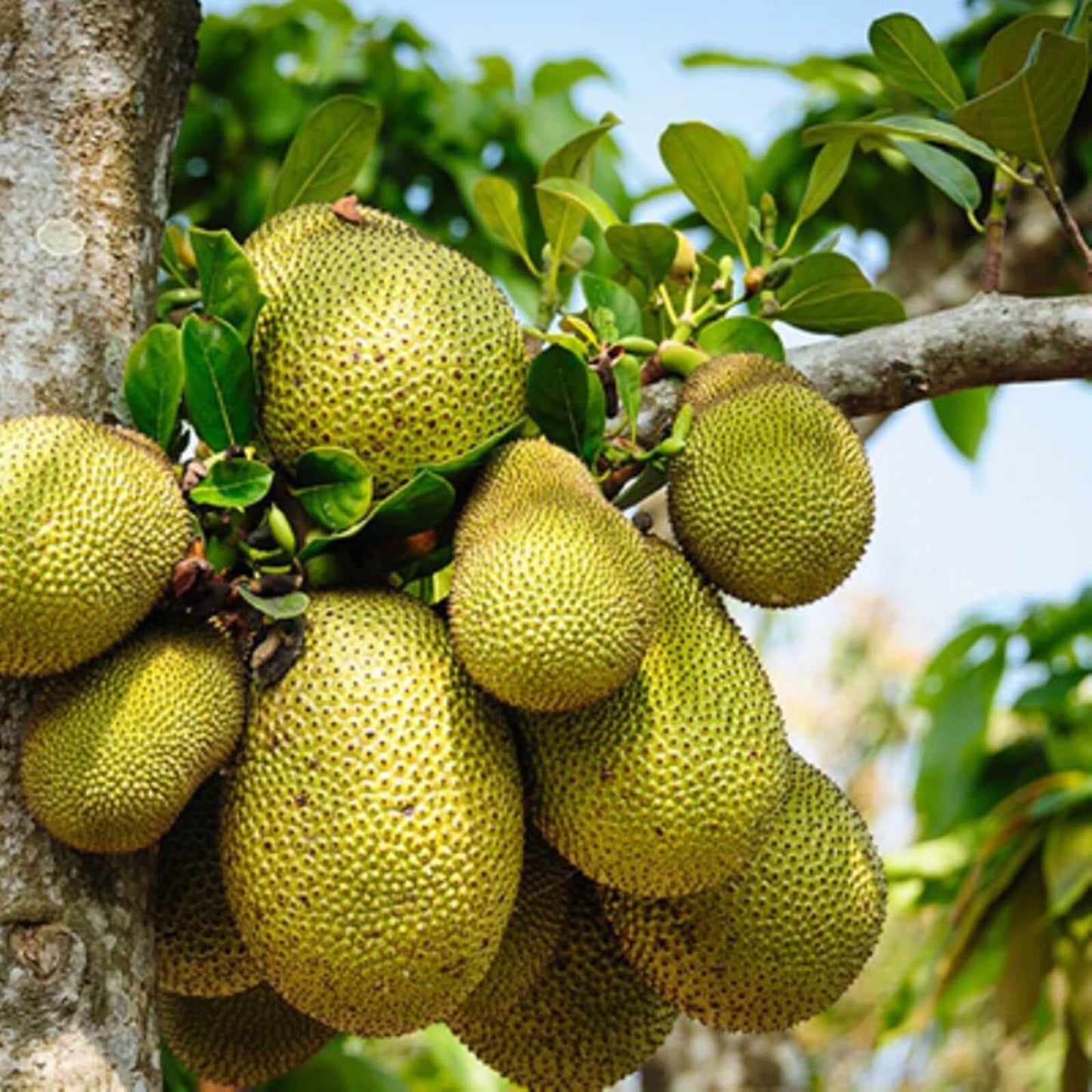 Golden Pillow Jackfruit Seeds 