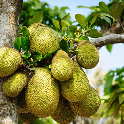 Golden Pillow Jackfruit Seeds 