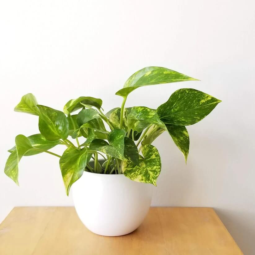 Golden Pothos Seeds