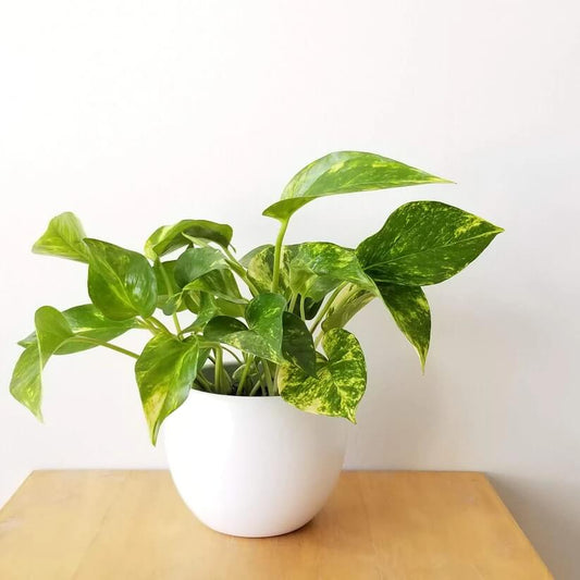 Golden Pothos Seeds