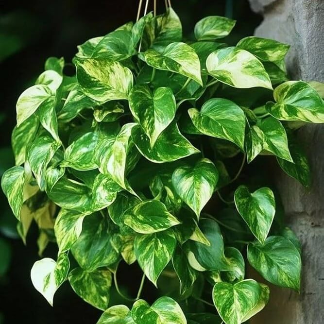 Golden Pothos Seeds