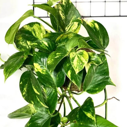 Golden Pothos Seeds