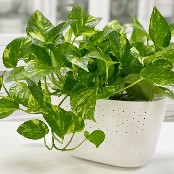 Golden Pothos Seeds