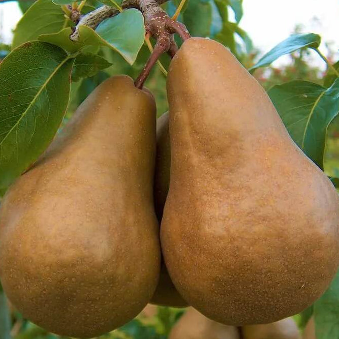 Golden Russet Pear Melon Seeds