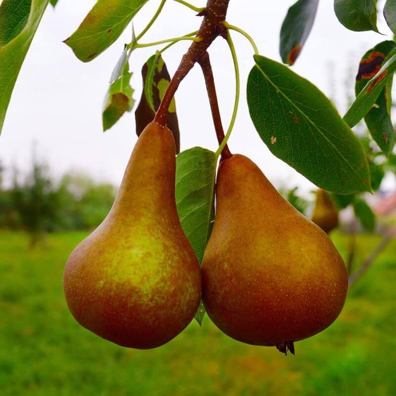 Golden Russet Pear Melon Seeds