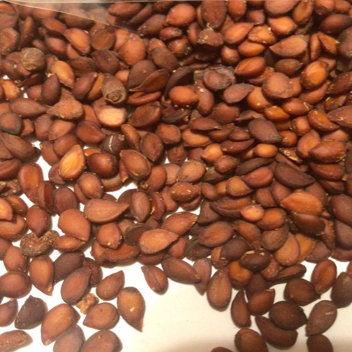 Golden Russet Pear Seeds